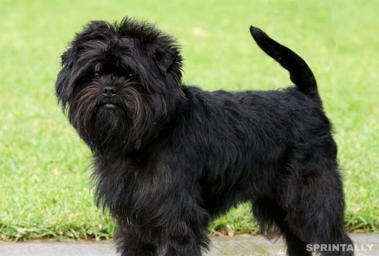 Affenpinscher