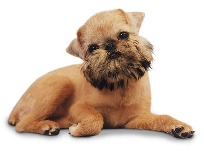 Brussels Griffon