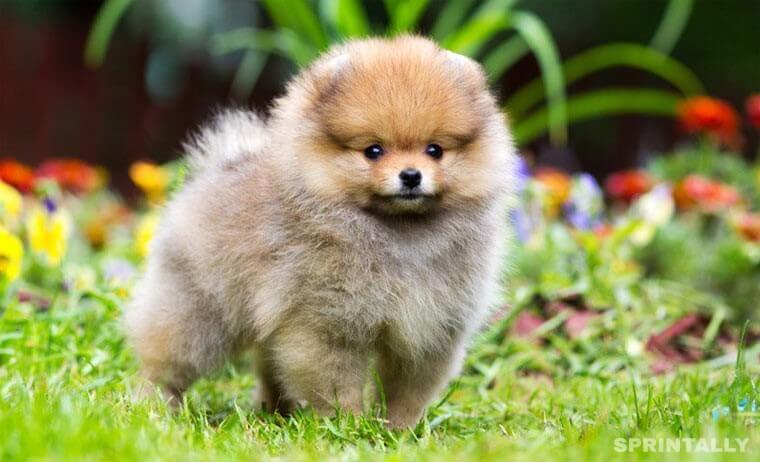 Pomeranian Spitz