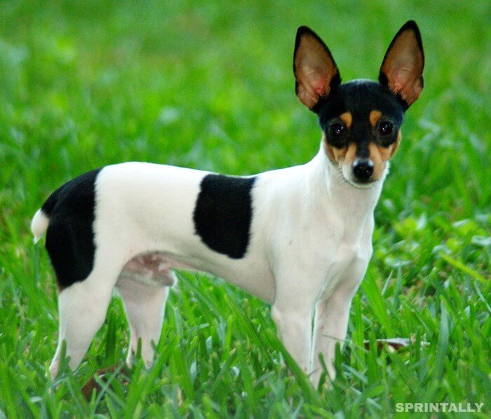 That fox terrier