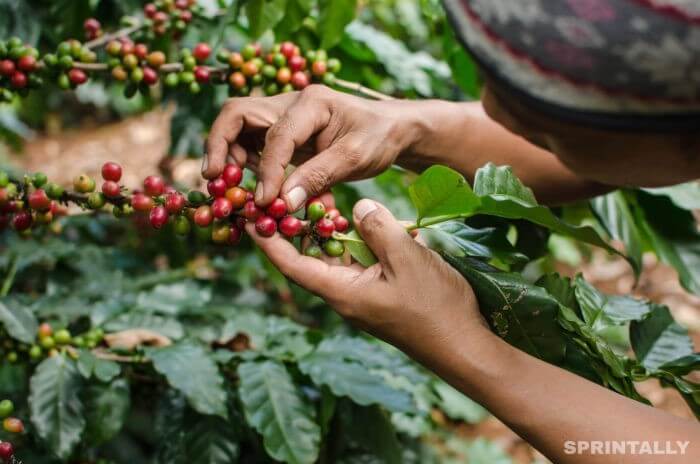 coffee seeds