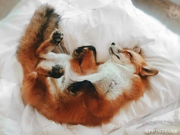 fox