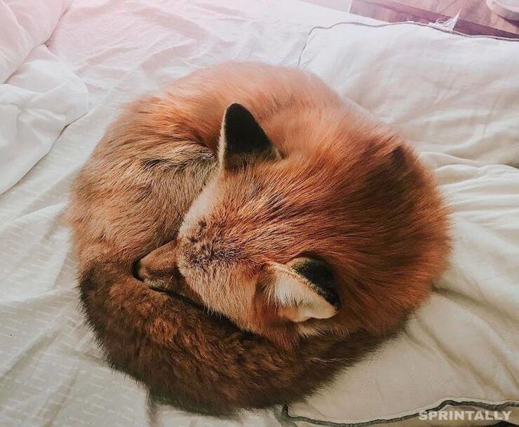 fox