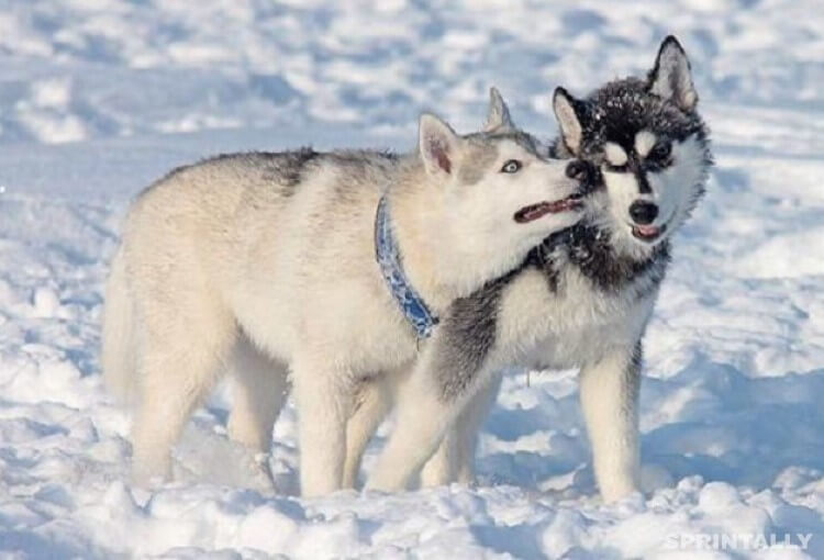 Canadian Eskimo Dog