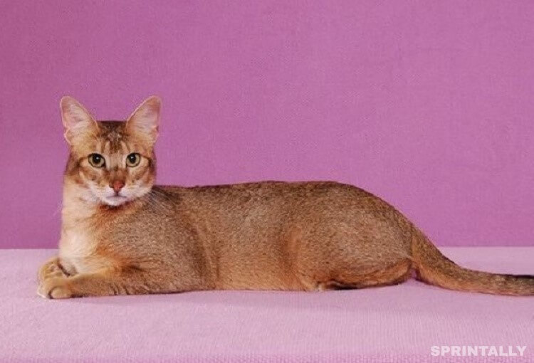 Chausie