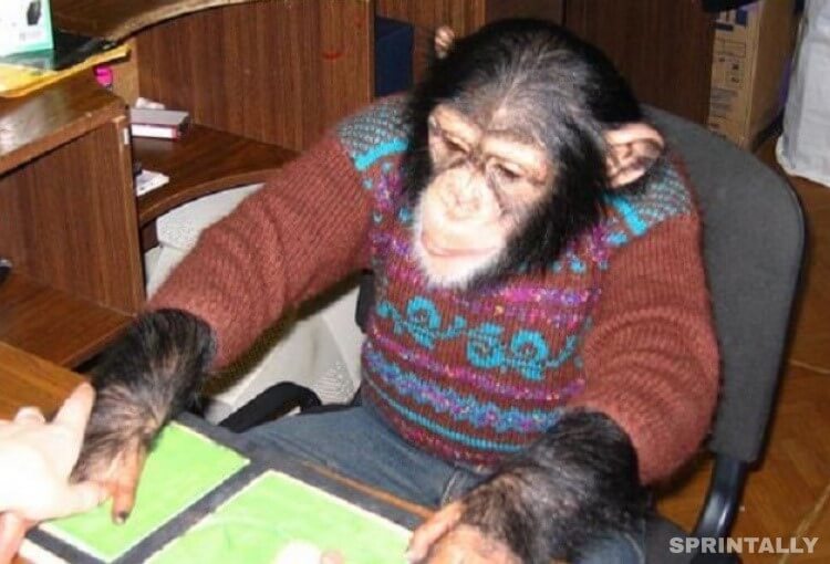 Chimpanzee