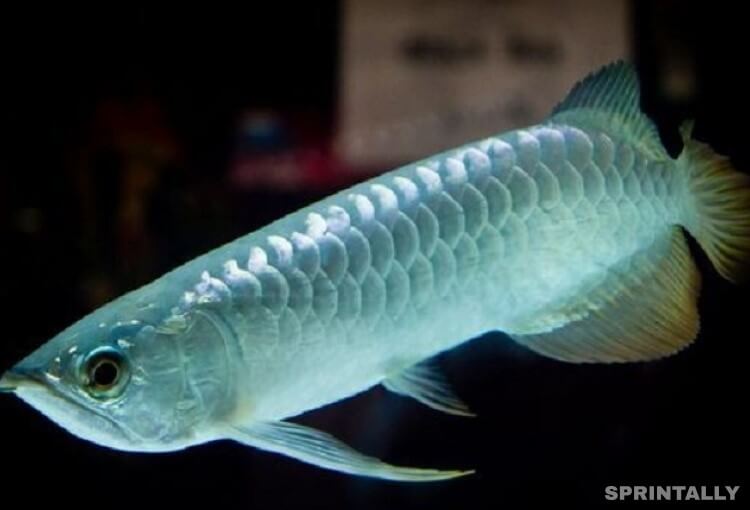 Platinum Arowana