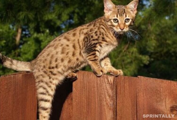 Savannah cat