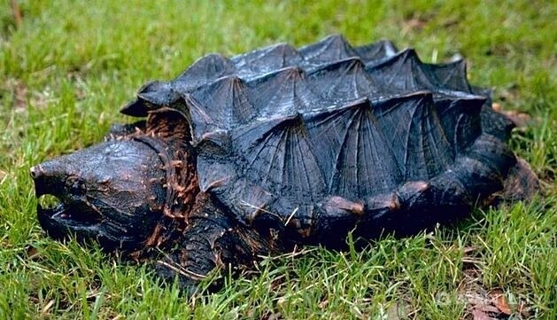 Loggerhead turtle