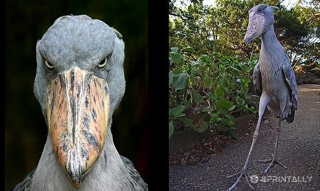 The shoebill