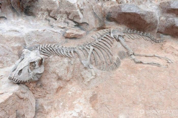 bones of a dinosaur