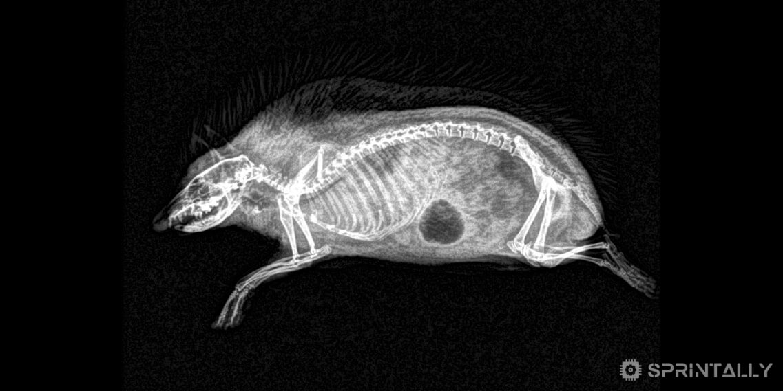 The hedgehog (the spot on the photo — accumulation of gas in the stomach)