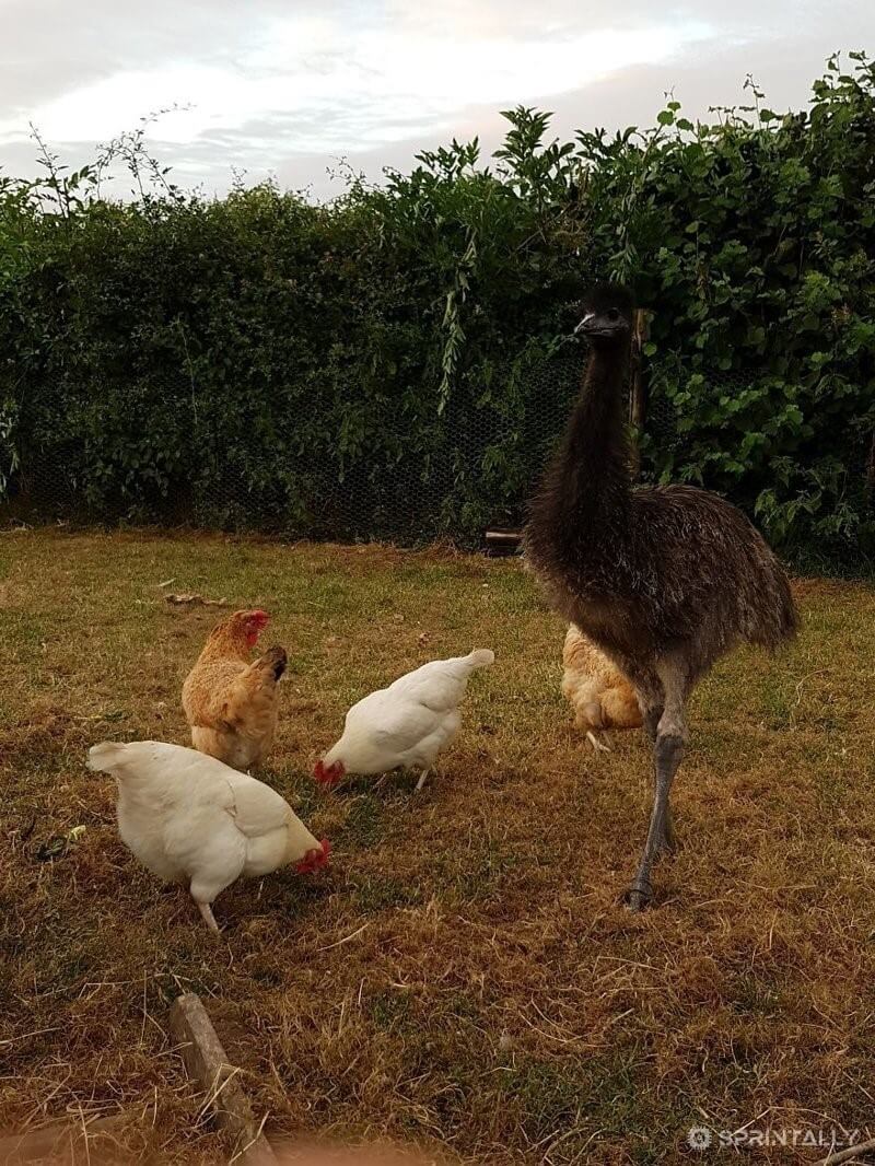 Paul with the chickens