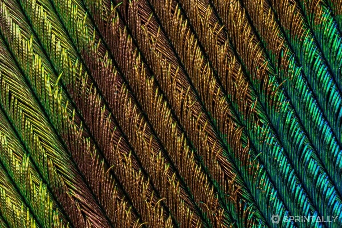 Peacock Feather