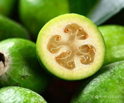 feijoa