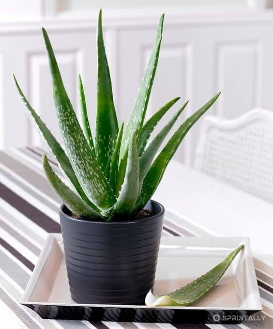 Aloe vera