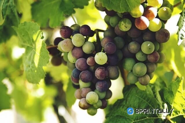 grapes