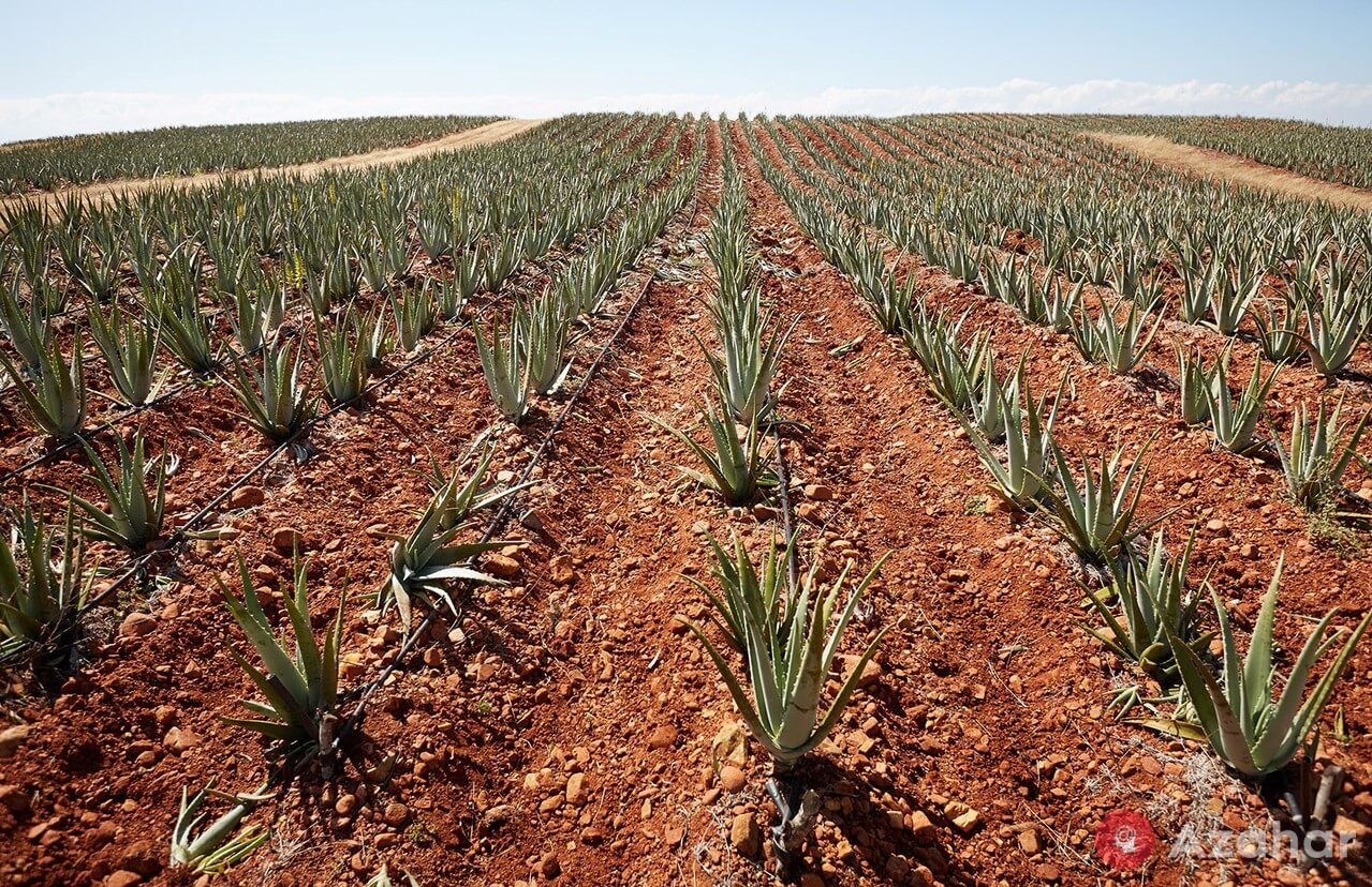 Aloe vera planting