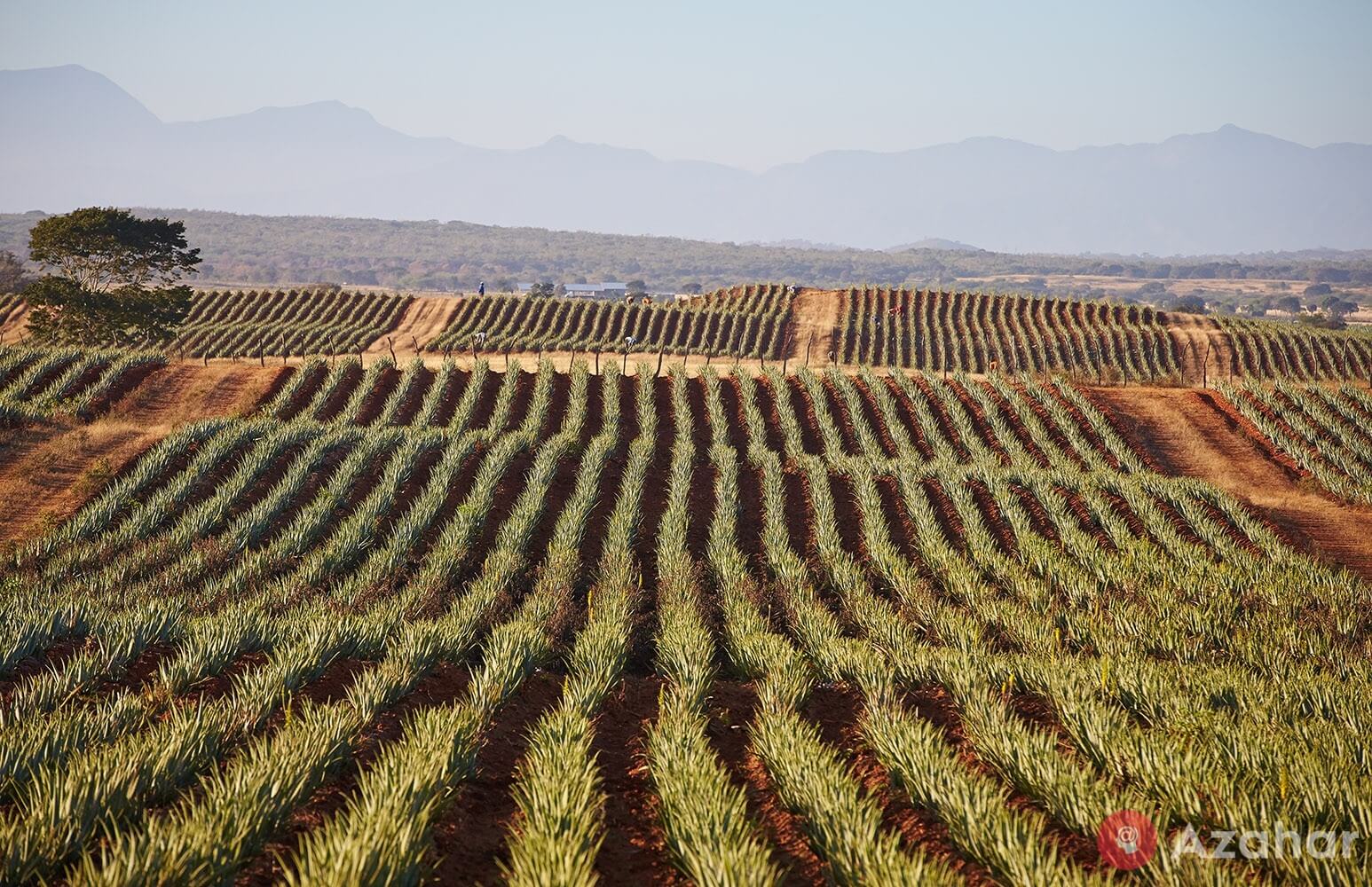 Aloe vera plants