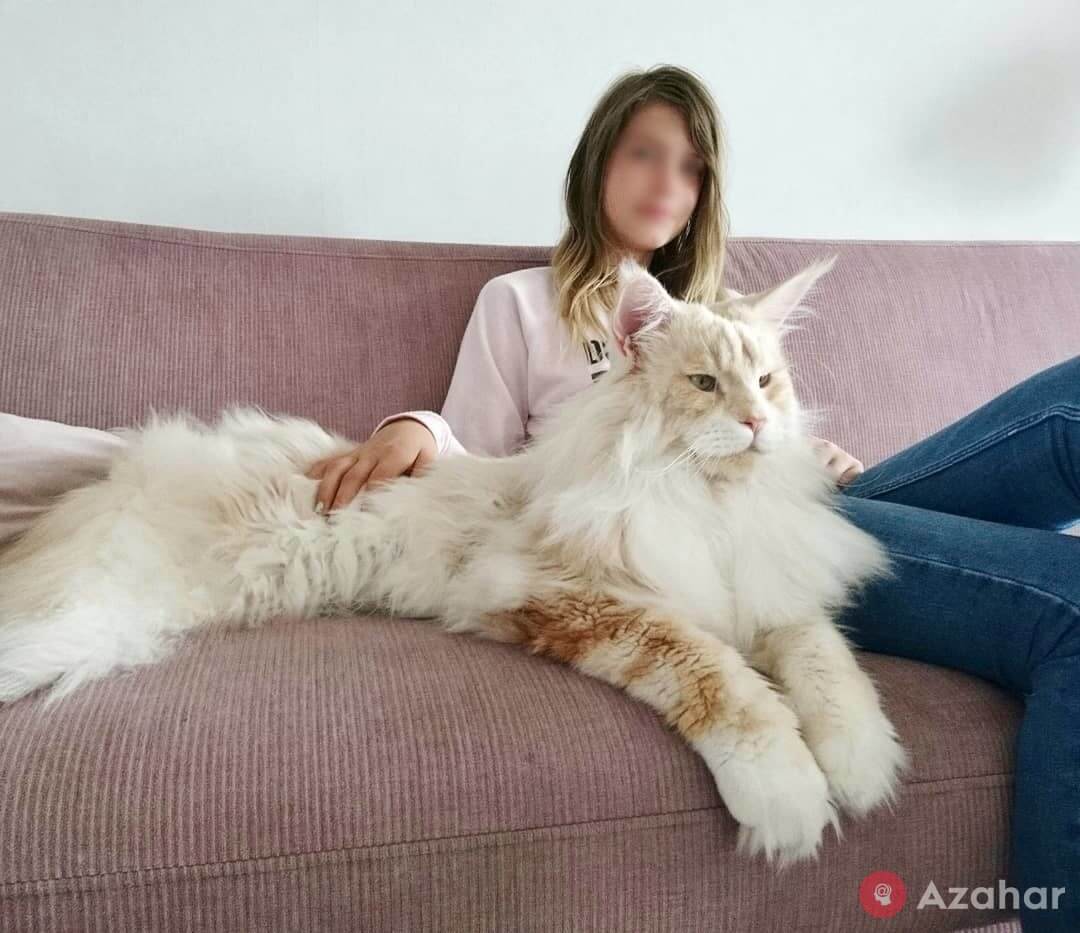 huge cat