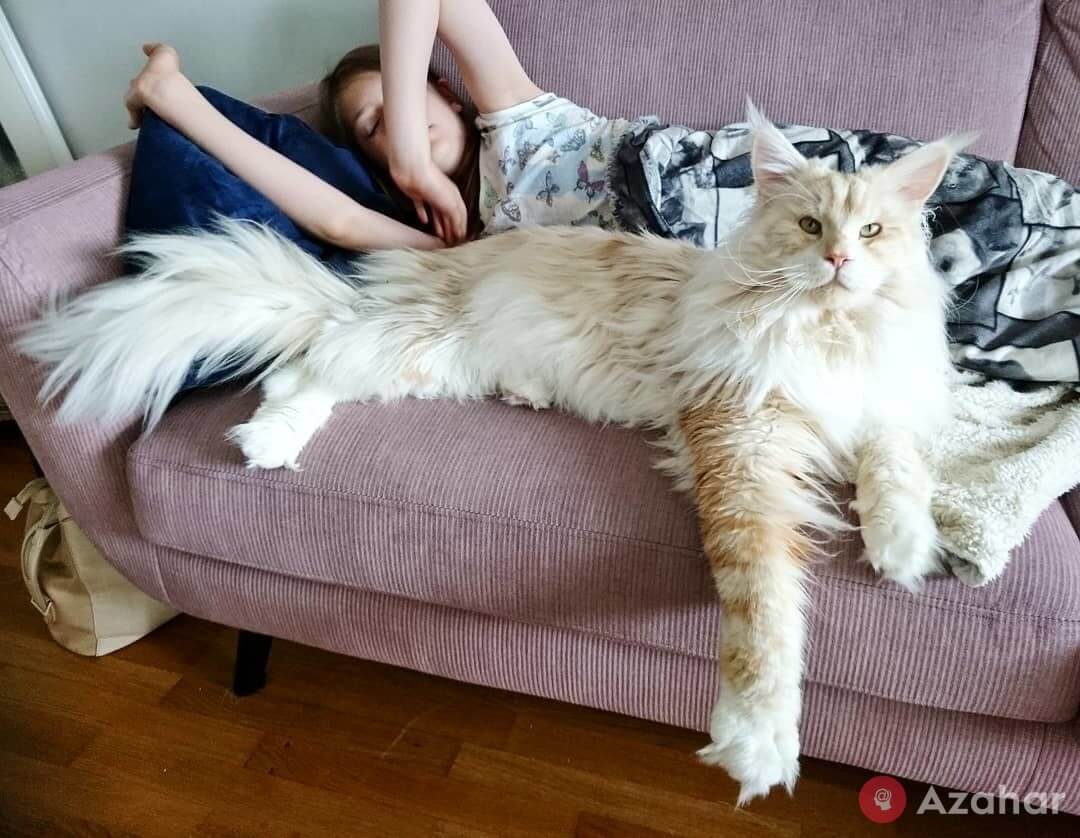 huge cat