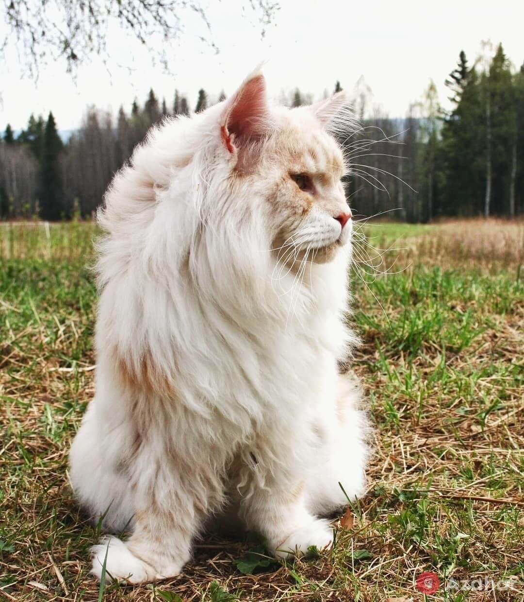 huge cat