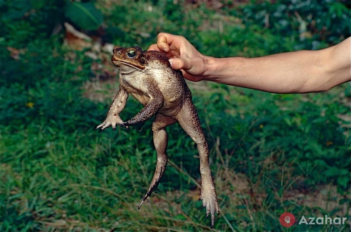 Frog