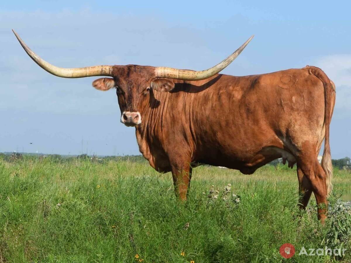 Longhorn