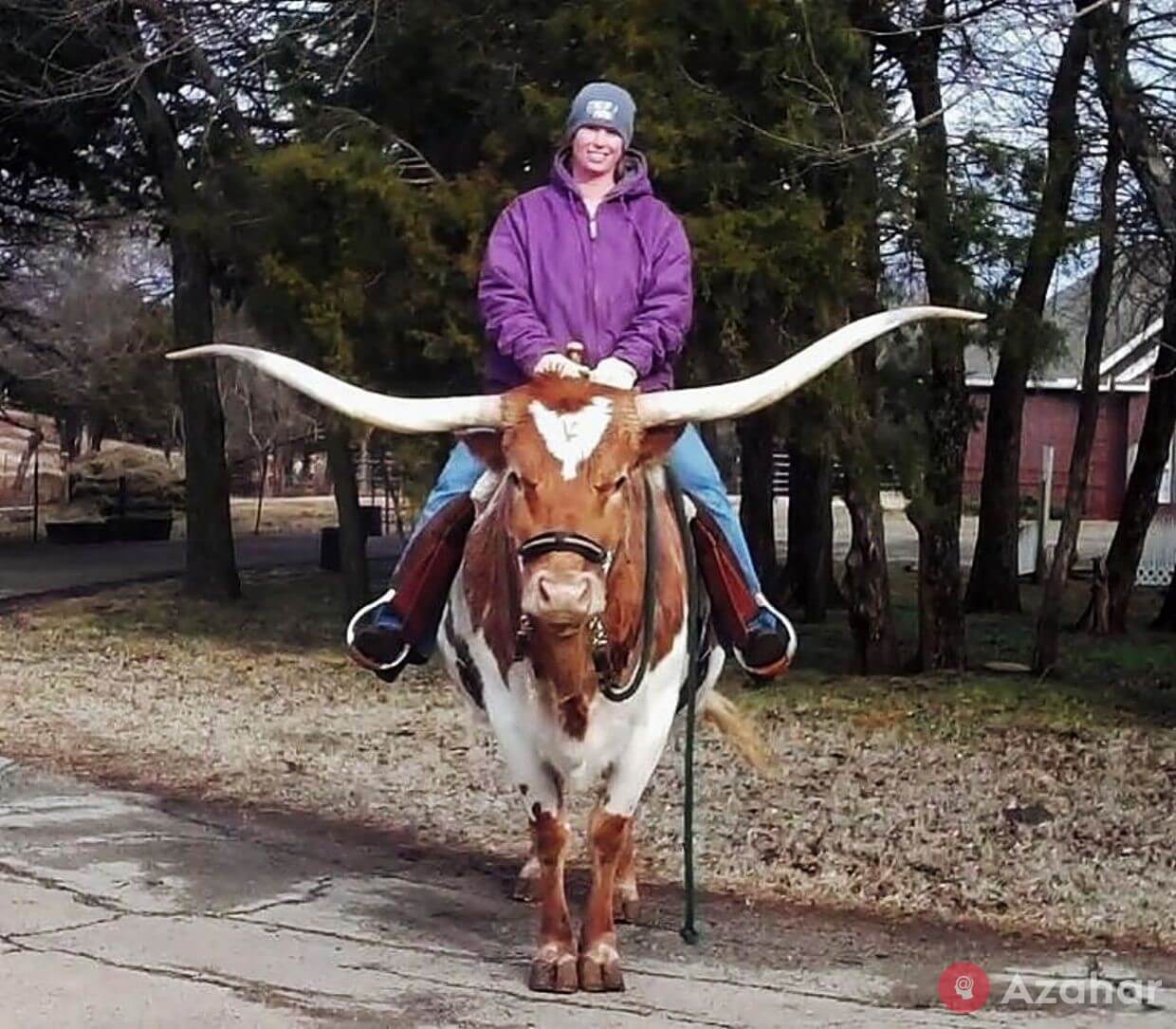 Longhorn