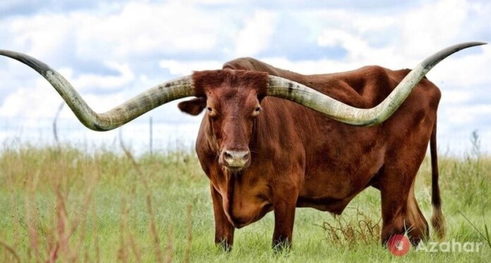 Texas Longhorn