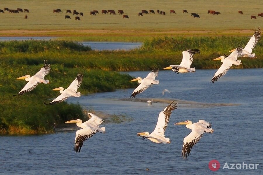 Pelicans on the lake Manych-Gudilo