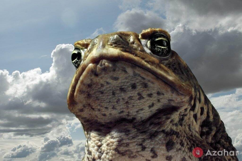 Toad-aha