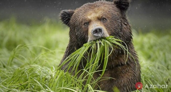 Brown Bears