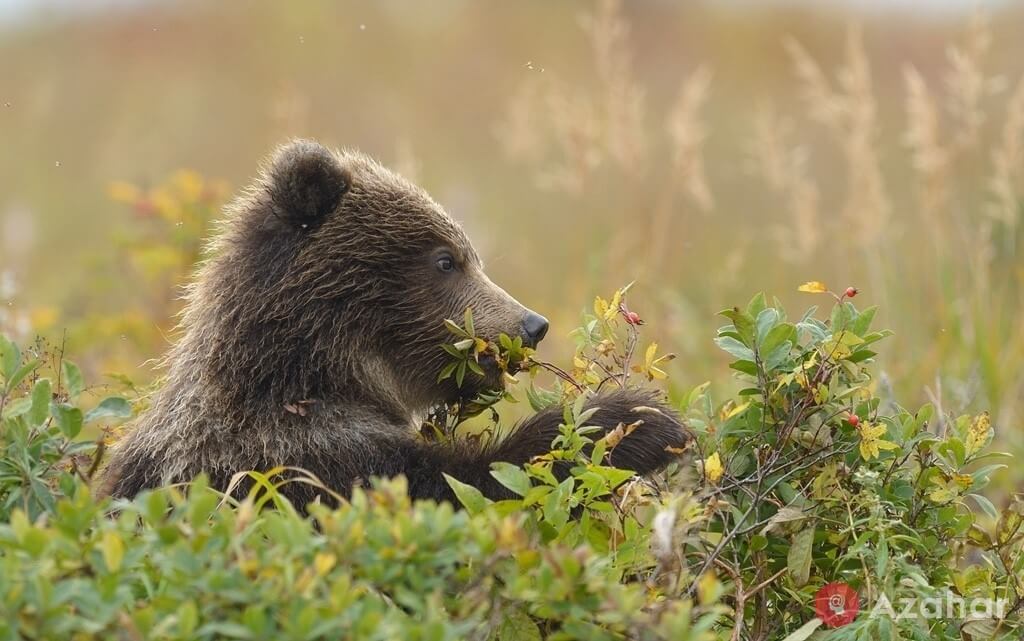 brown bears