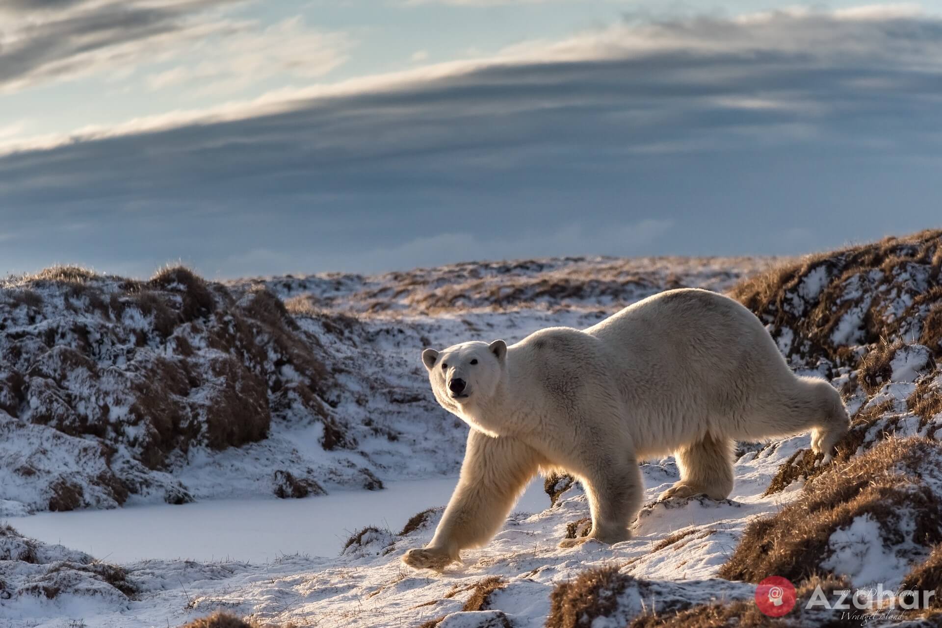 polar bear