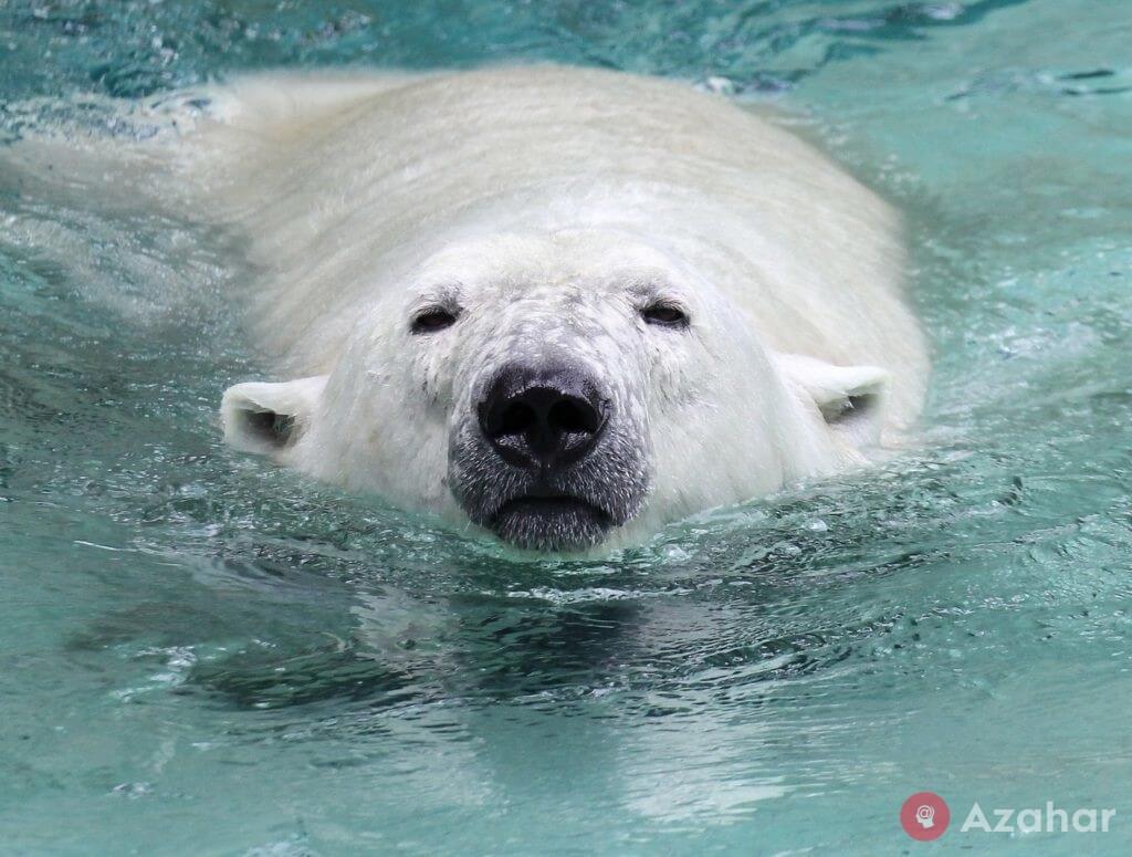 polar bear in water