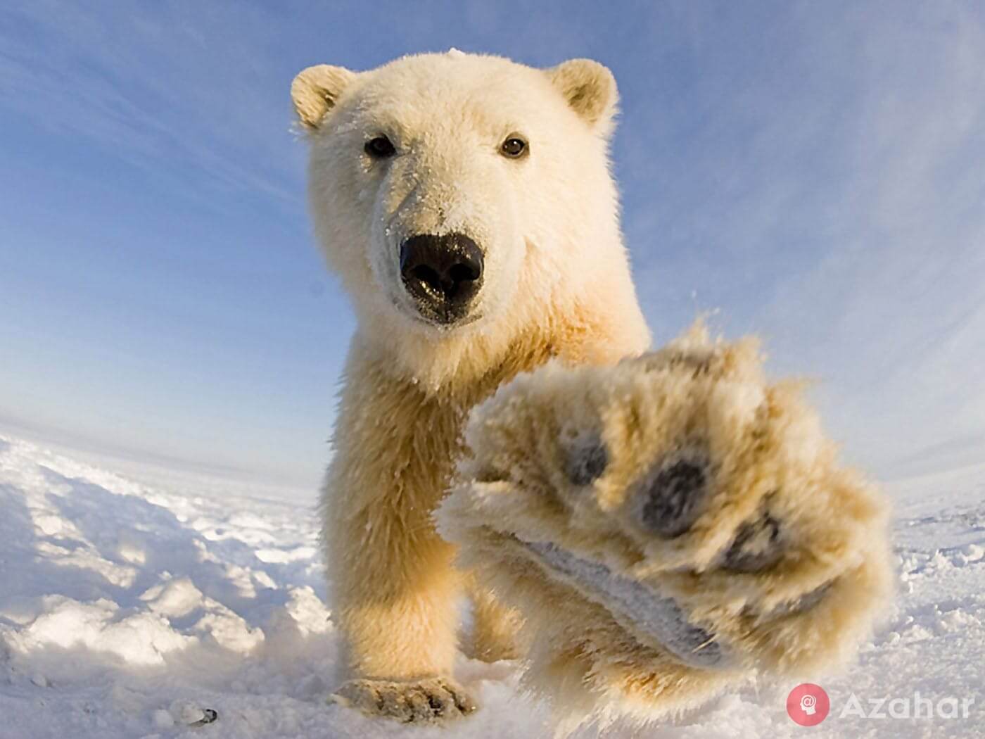 polar bears