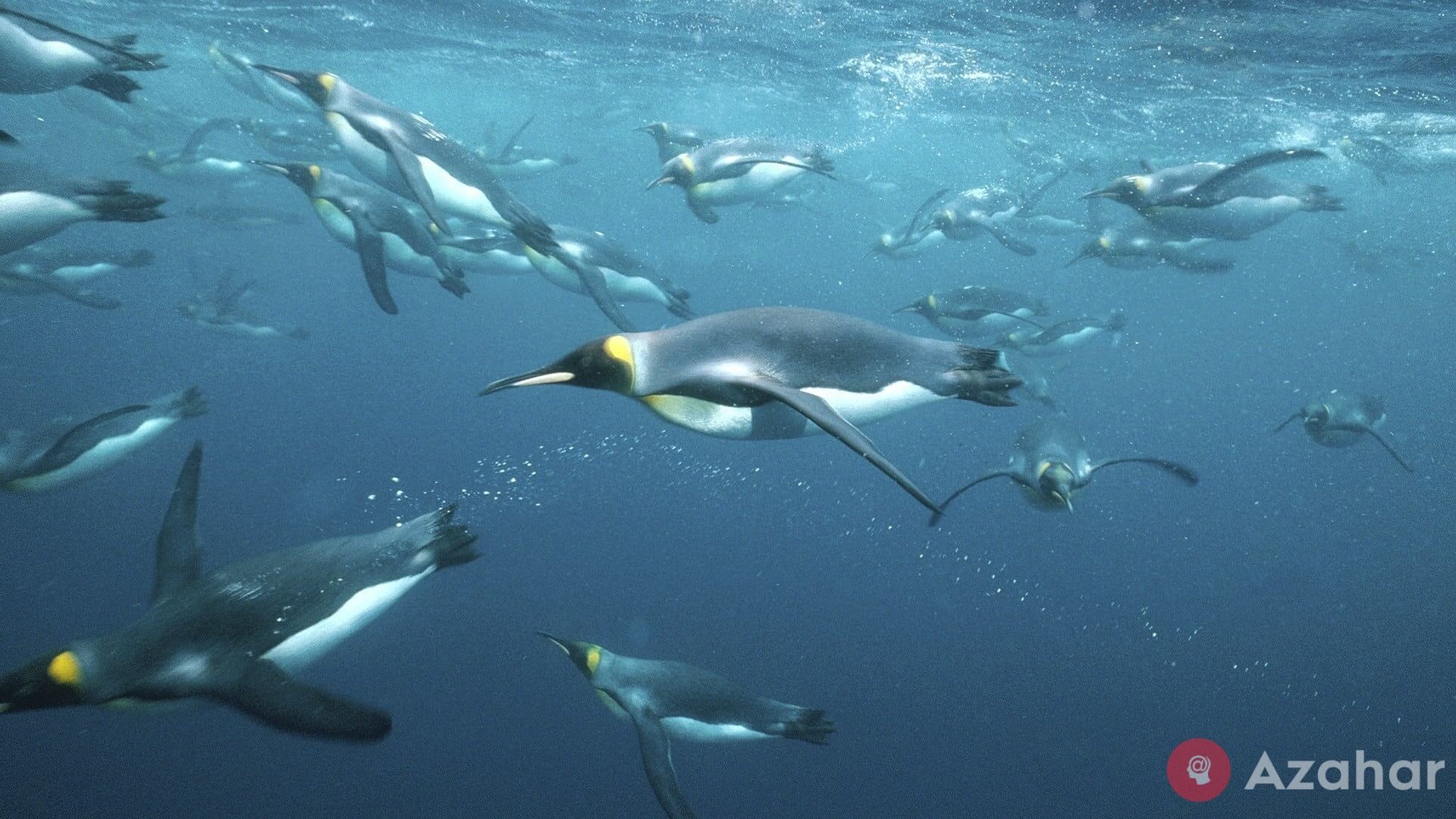 penguins