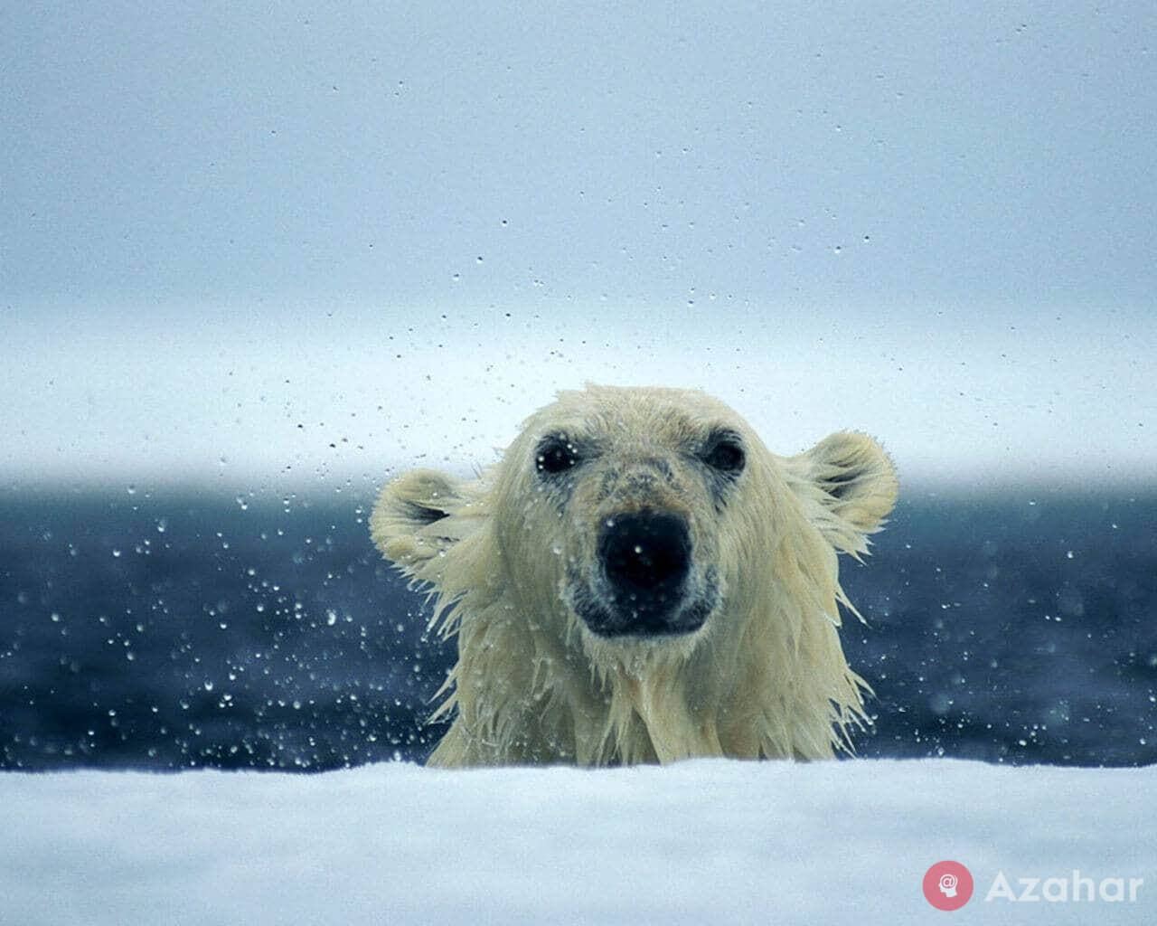 polar bears