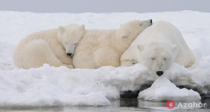 Polar Bears