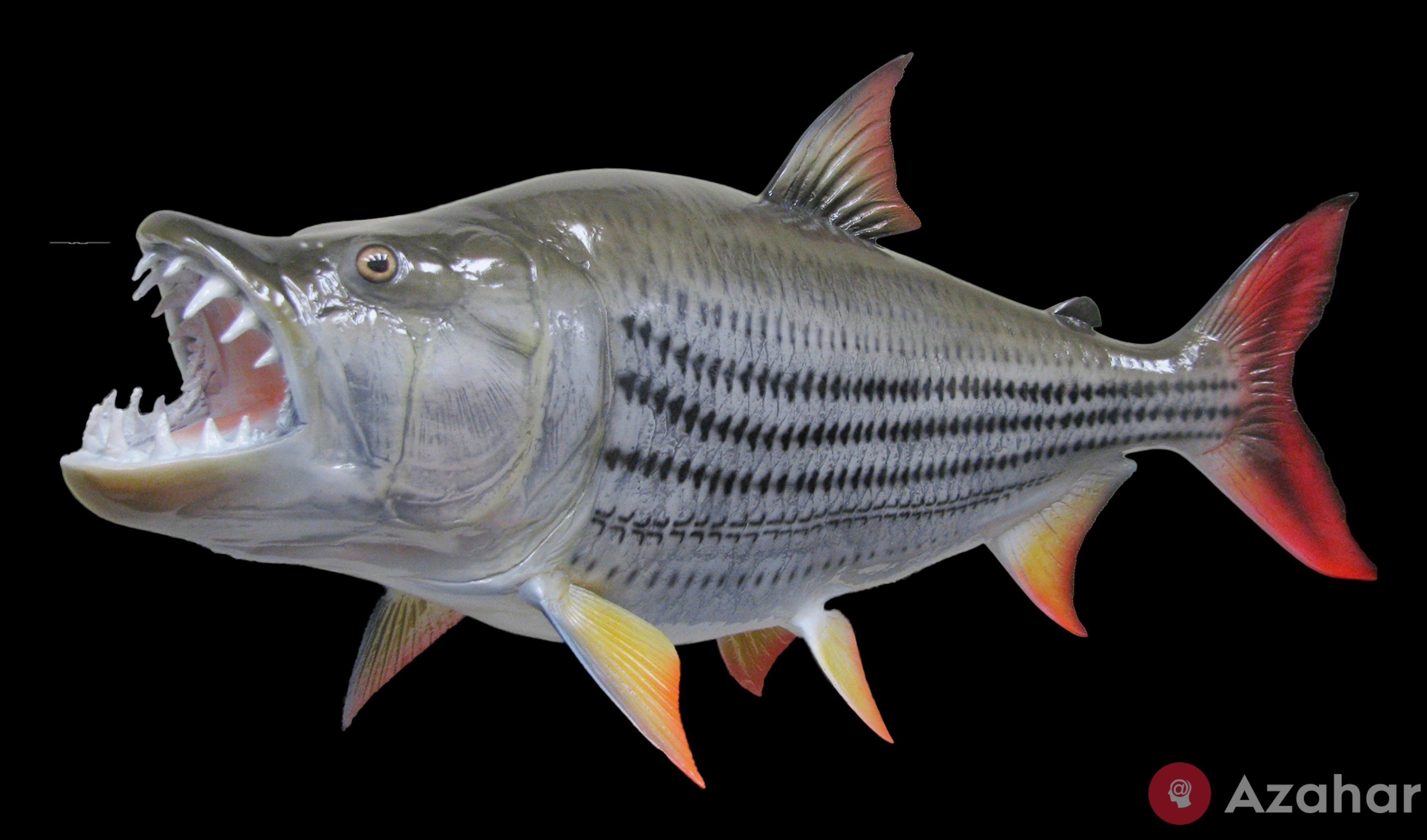 tiger fish