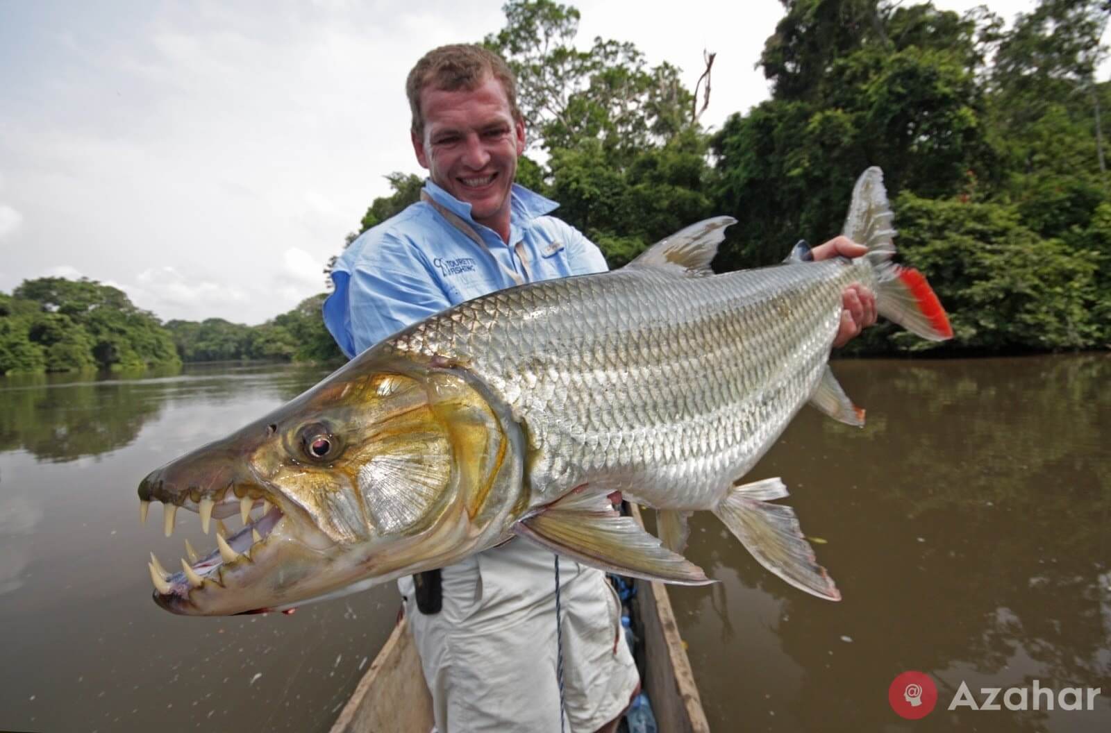 tigerfish