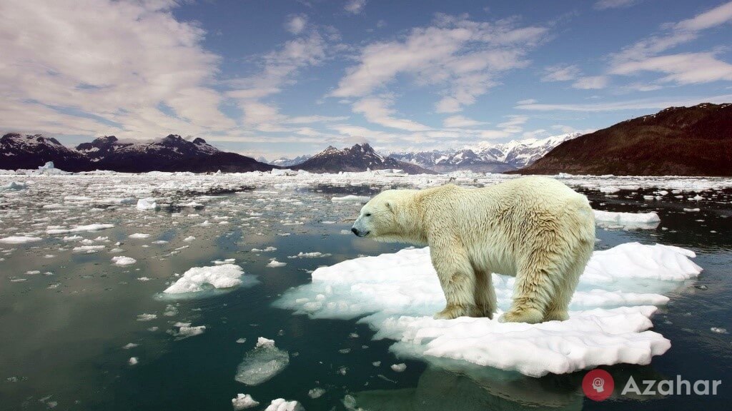 white bears