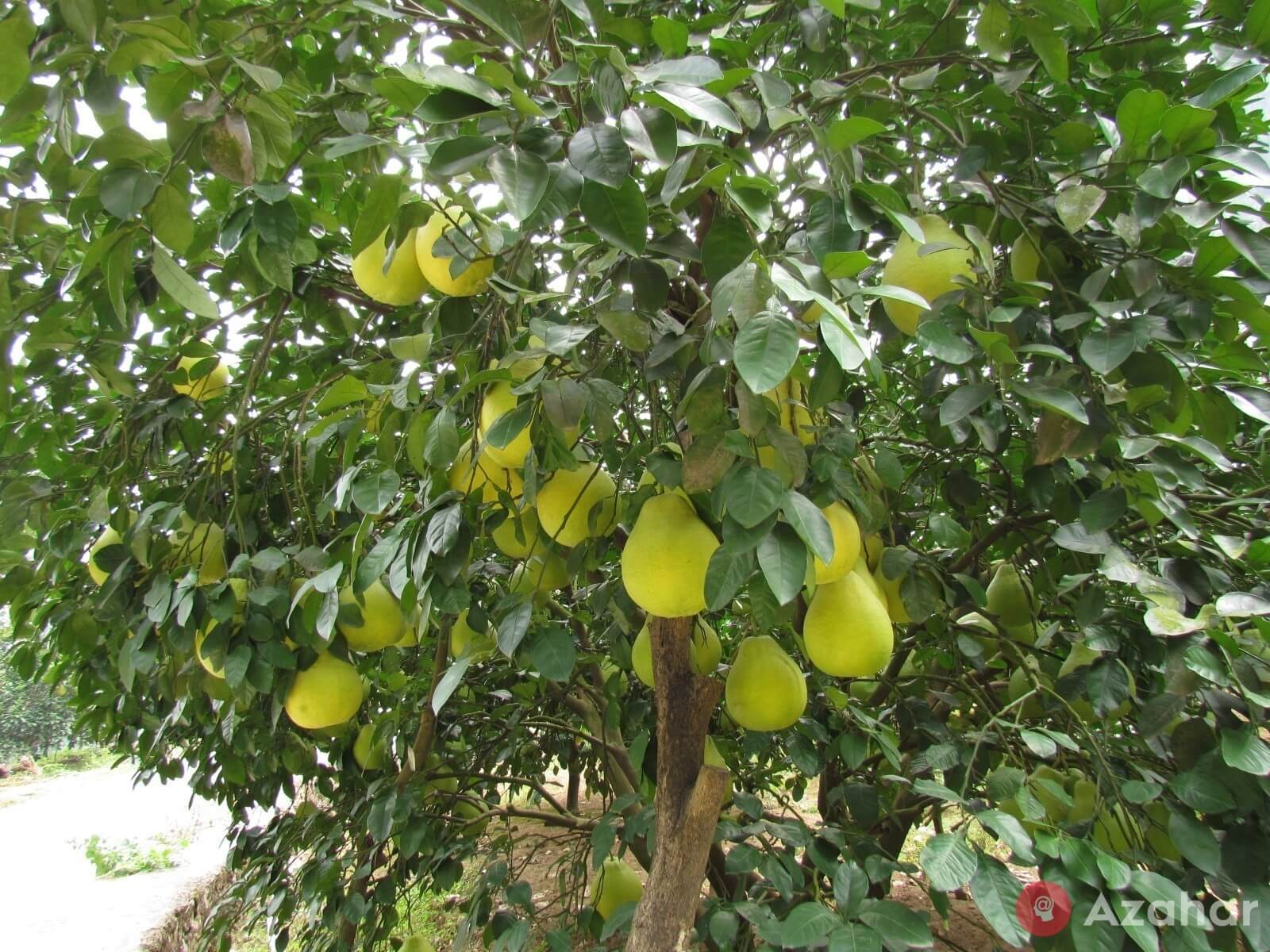 Pomelo