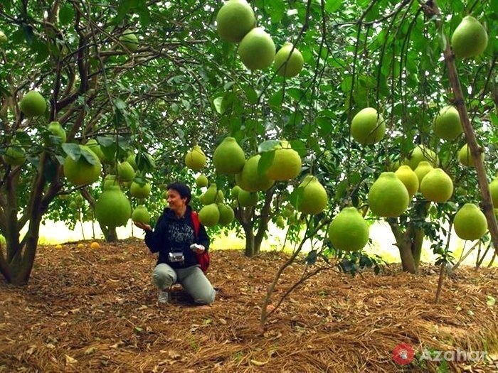 Pomelo