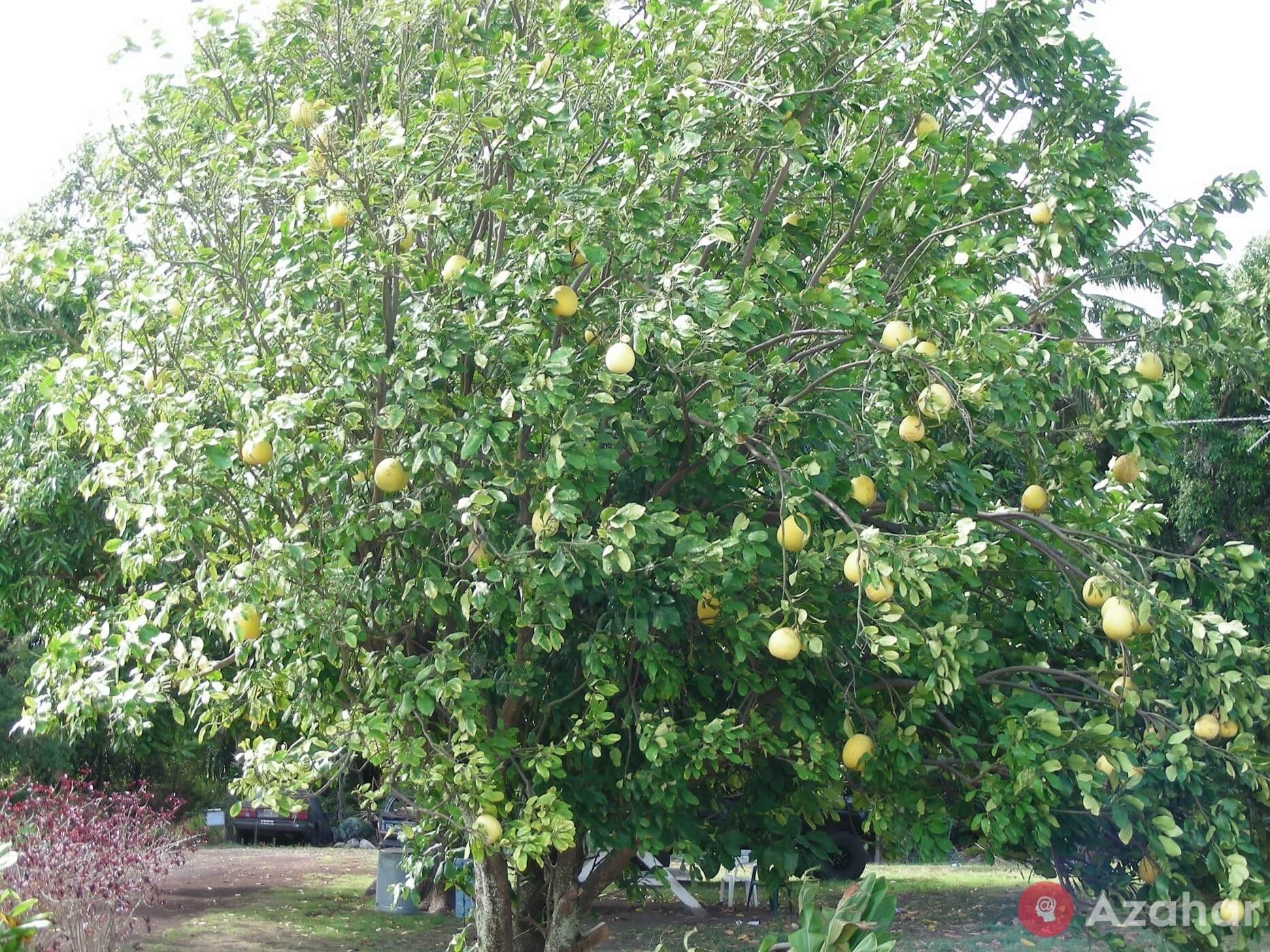 Pomelo