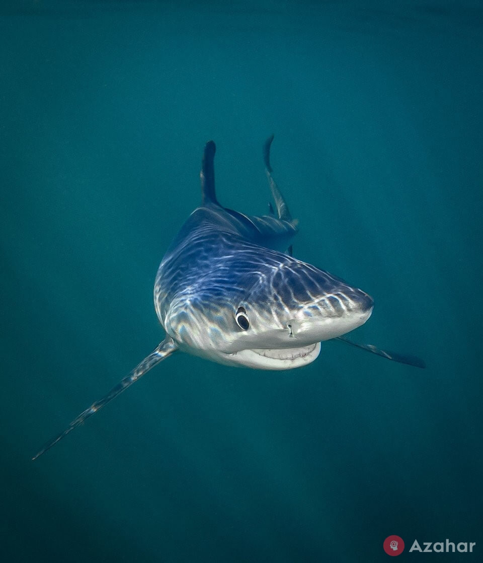 Smiling blue shark