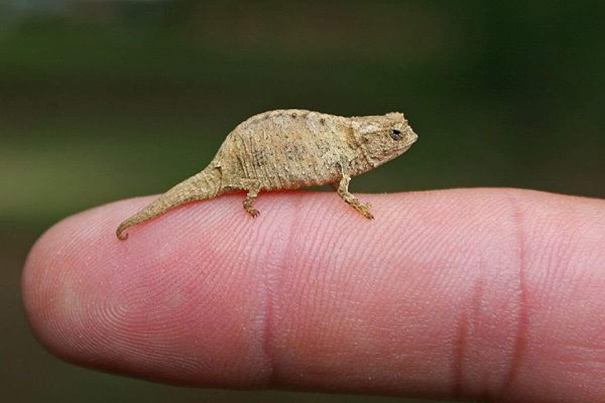 Brookesia Minima