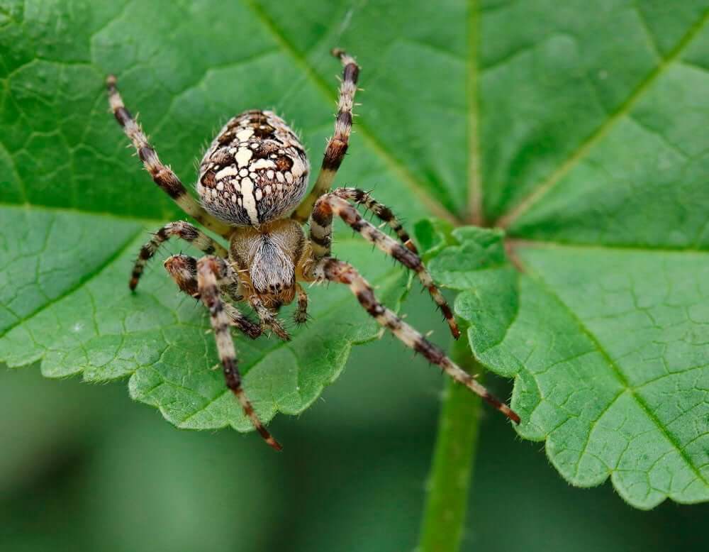 European Garden Spider