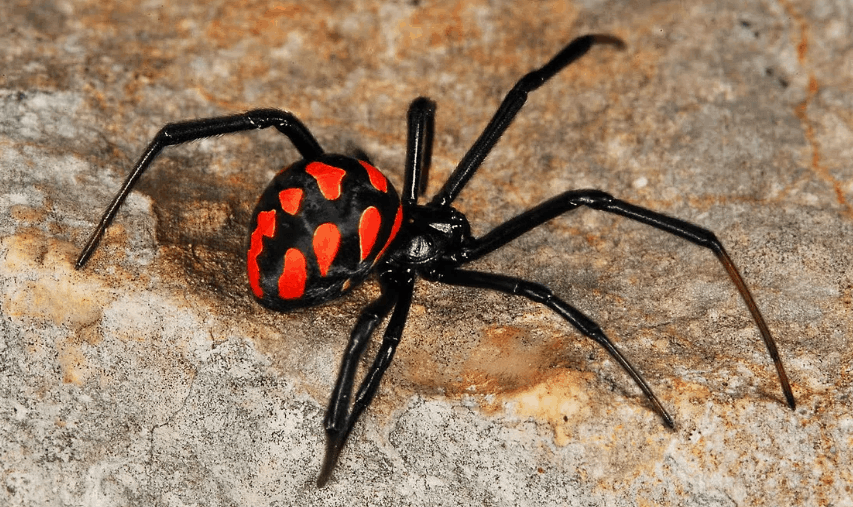 Latrodectus Tredecimguttatus